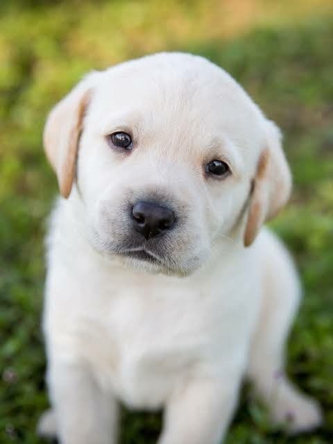 Lítill Golden Retriever hvolpur