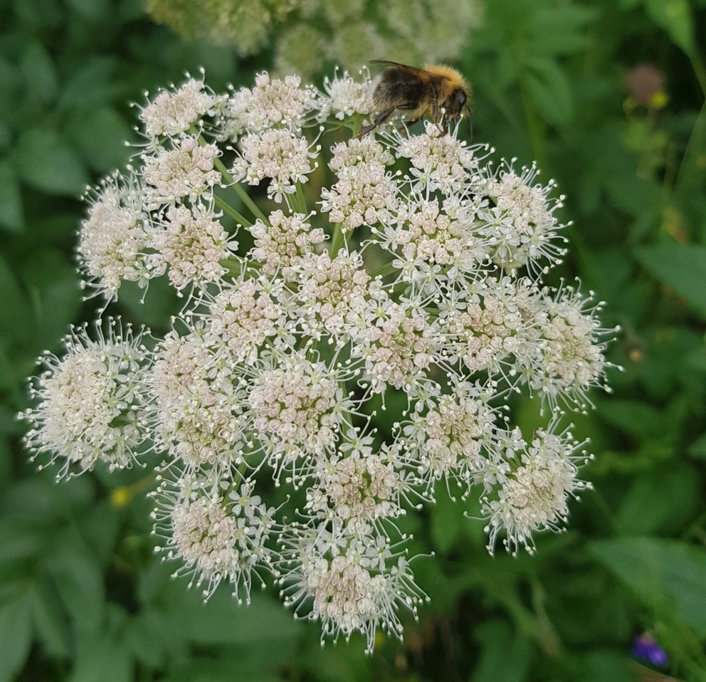 Sumarlokun skrifstofu Þroskahjálpar