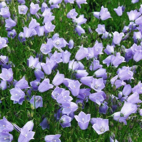 Sumarlokun skrifstofu Þroskahjálpar