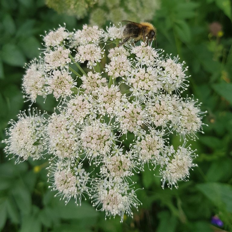 Sumarlokun skrifstofu Þroskahjálpar